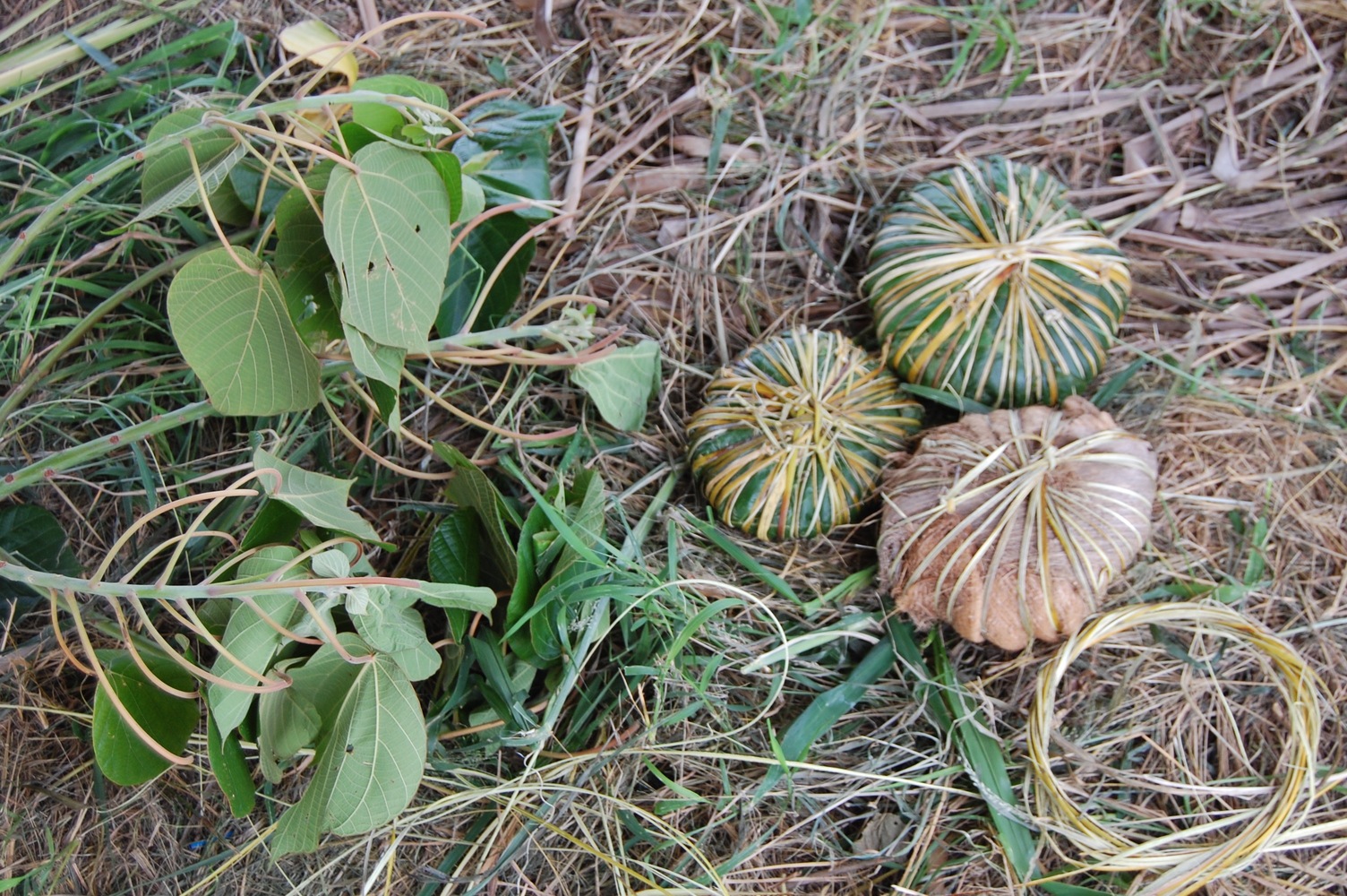 SAGAIE La grande bibliothèque du Pacifique